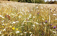 A Summary Of Wild Flower Meadow Seeds