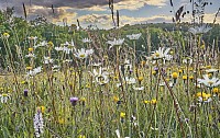 Benefits Of Meadow Flower Seeds