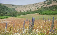 Detailed Report On Wild Meadow Seeds